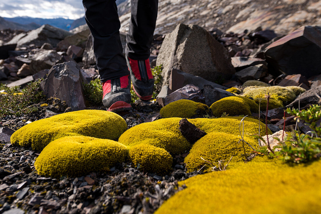 A man with red hiking boots in front of yellow moss, Los Glaciares National Park, Patagonia, Argentina