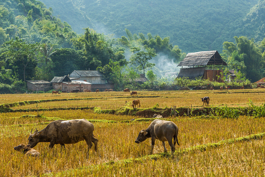 Water buffalo grazing on rice paddy in Mai Chau, Vietnam