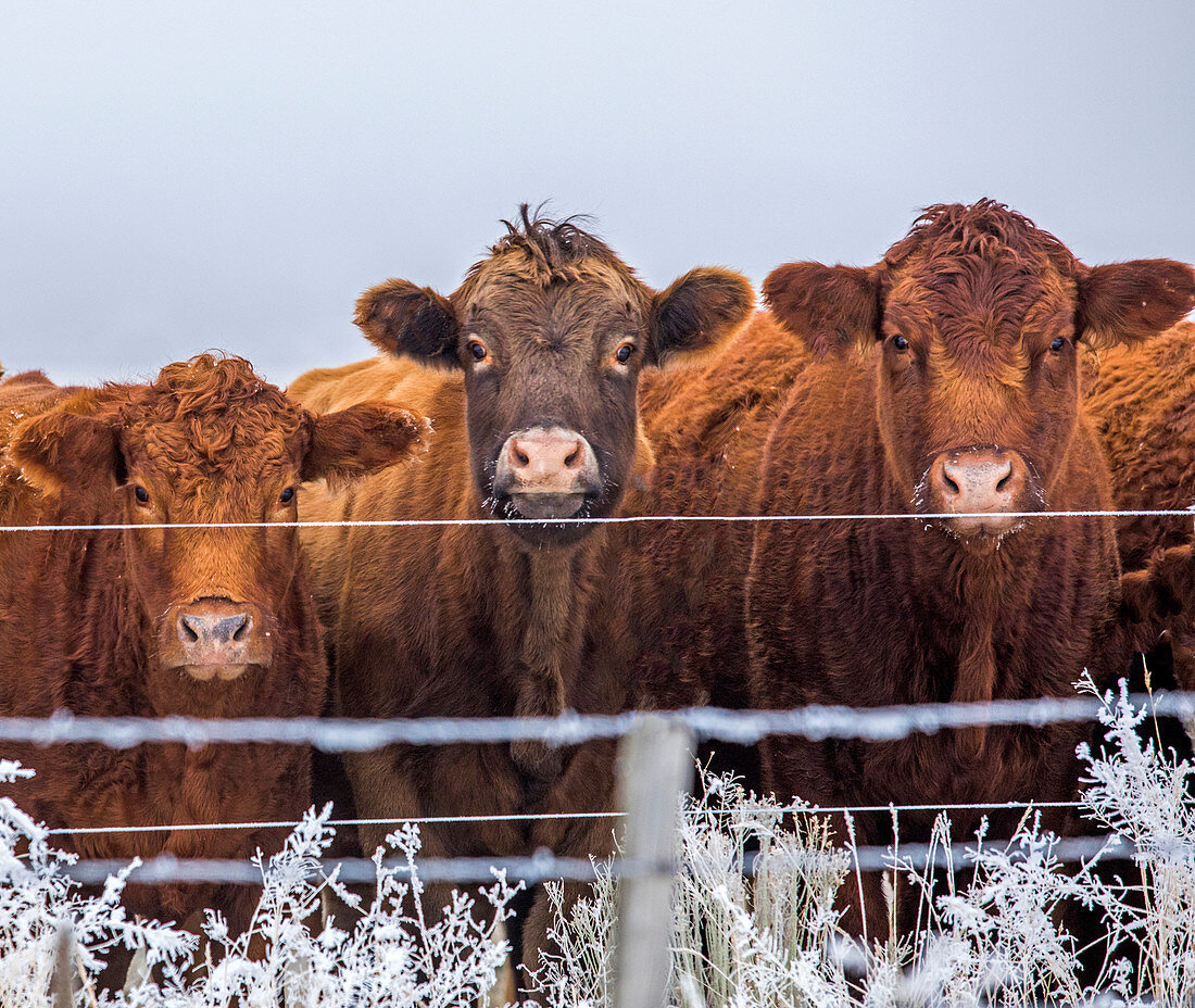 Cows behind fence in winter