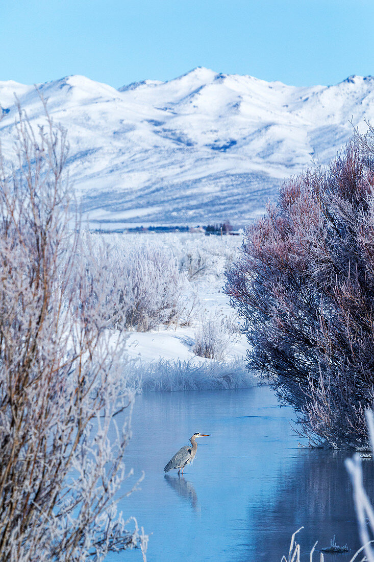 Heron during winter in Bellevue, Idaho