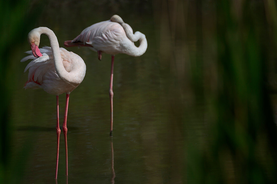 Camargue, Provence, France, Europe. Flamingos of Camargue