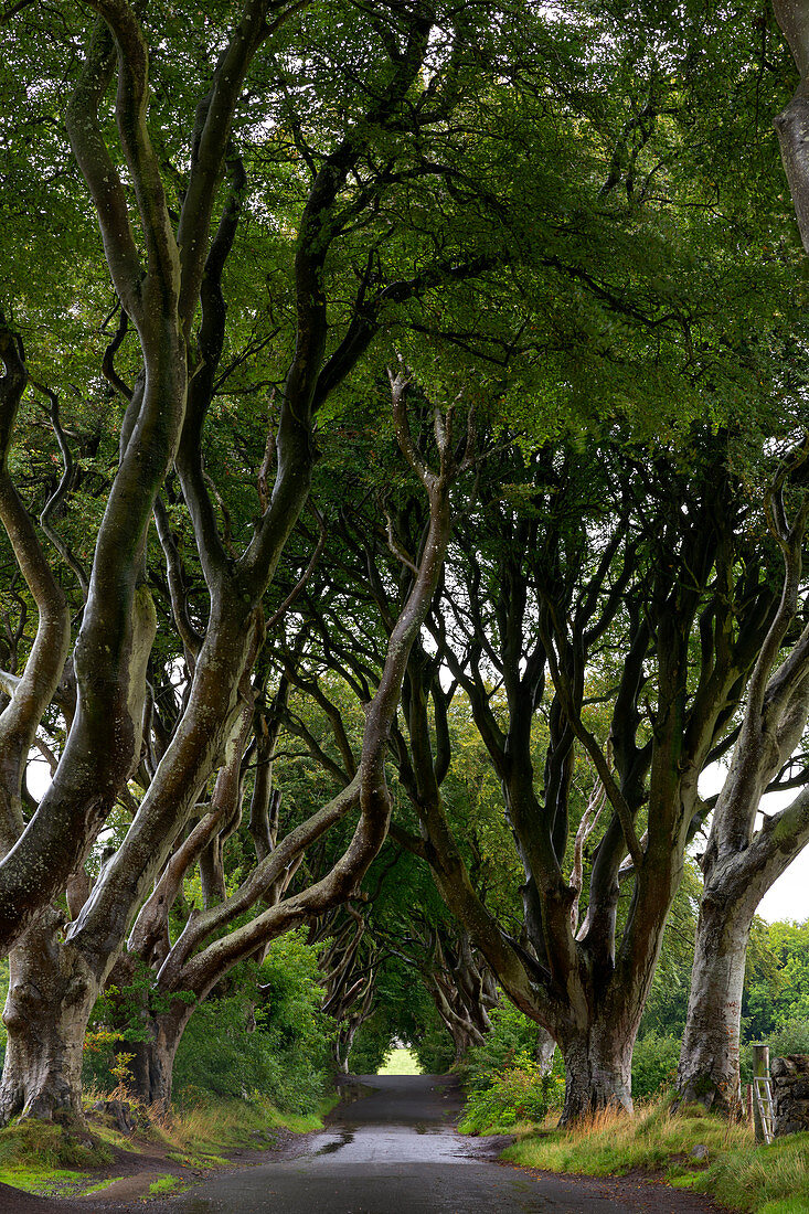 Sommertag bei Dark Edges, Bregagh Road, Land Antrim, Provinz Ulster, Nordirland, Großbritannien, UK, Europa