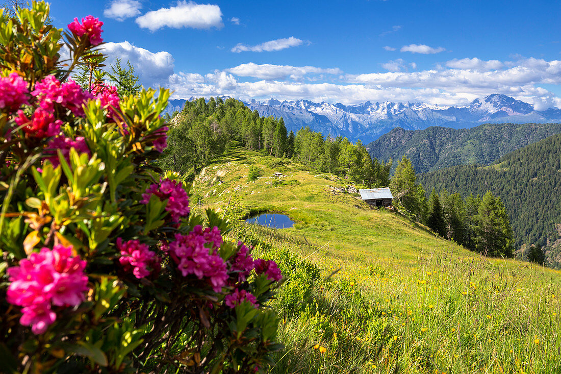 Blühender Rhododendron mit einer Hütte und einem Teich im Hintergrund, Valgerola, Orobie Alpen, Lombardei, Italien, Europa