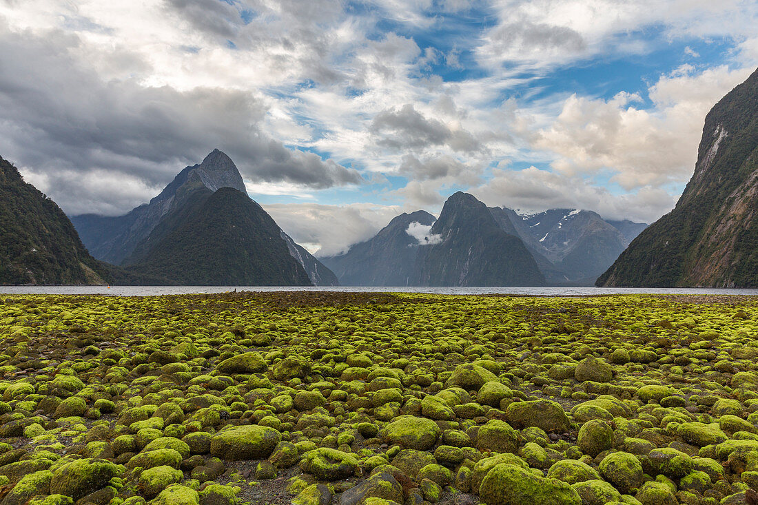 Rocks covered in green seaweed on the shore of Milford Sound with low tide. Fiordland NP, Southland district, Southland region, South Island, New Zealand.