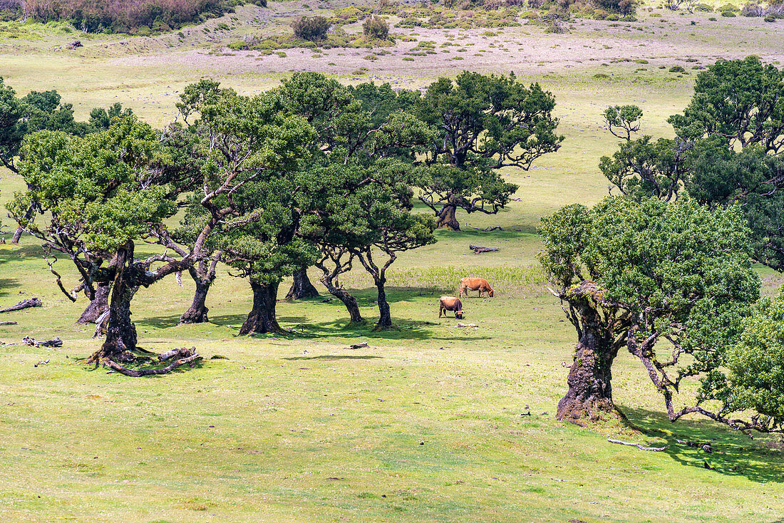 Kühe grasen unter Lorbeerbäumen im Laurisilva-Wald, UNESCO-Weltkulturerbe, Madeira, Portugal