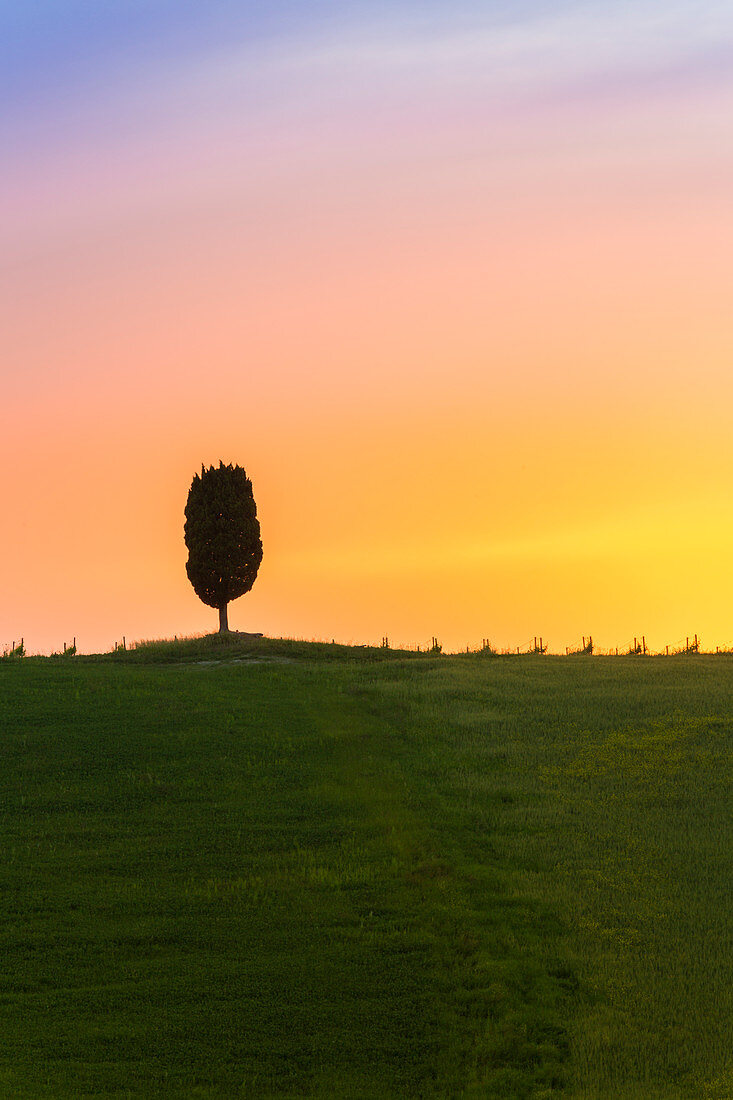 Silhouette of an isolated cypress on the rolling hills of Orcia Valley at sunset, Siena province, Tuscany, Italy