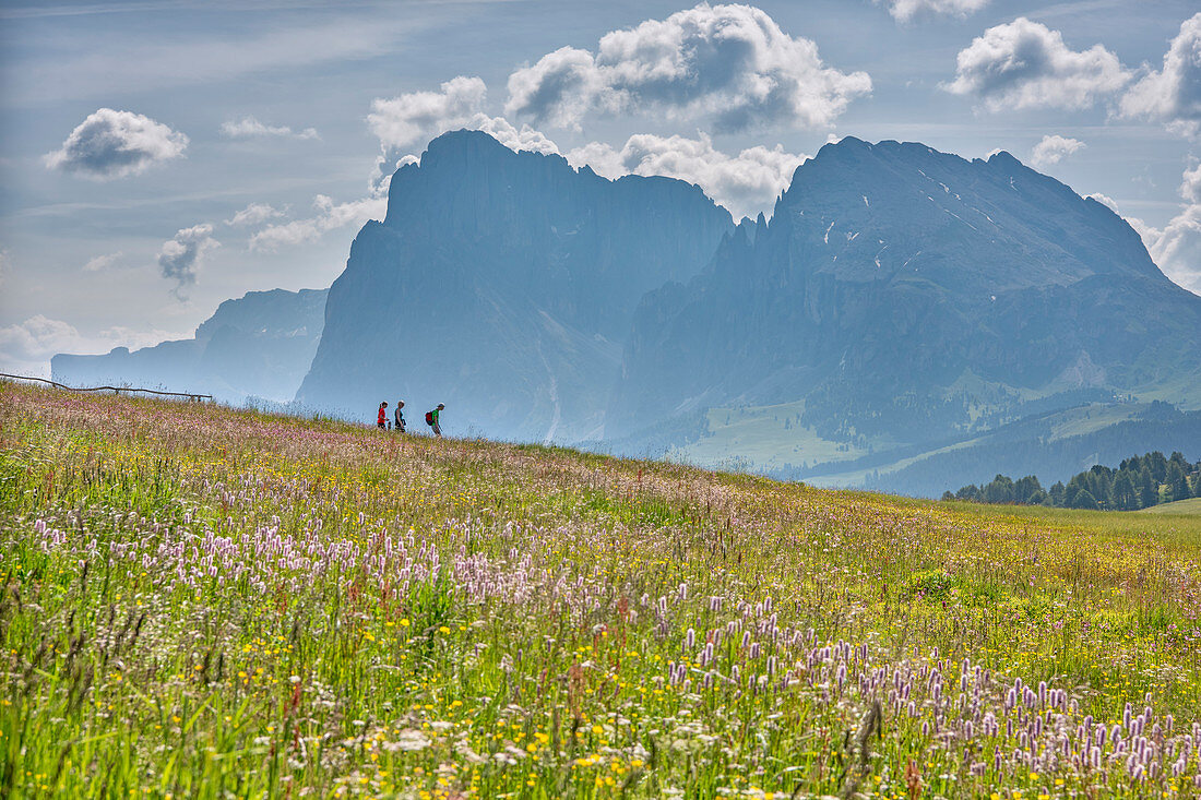 Alpe di Siusi/Seiser Alm, Dolomites, South Tyrol, Italy. Hikers in front of the massif of the Sassolungo