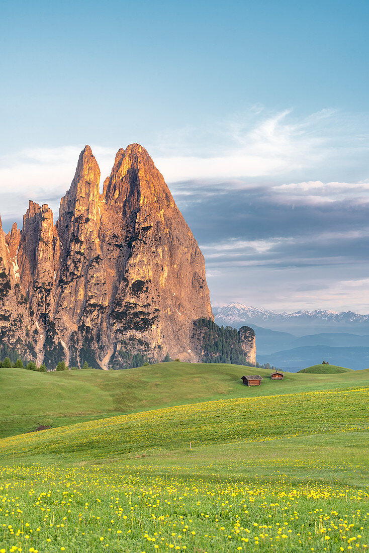 Alpe di Siusi/Seiser Alm, Dolomites, South Tyrol, Italy. Sunrise on the Alpe di Siusi with the peaks of Sciliar