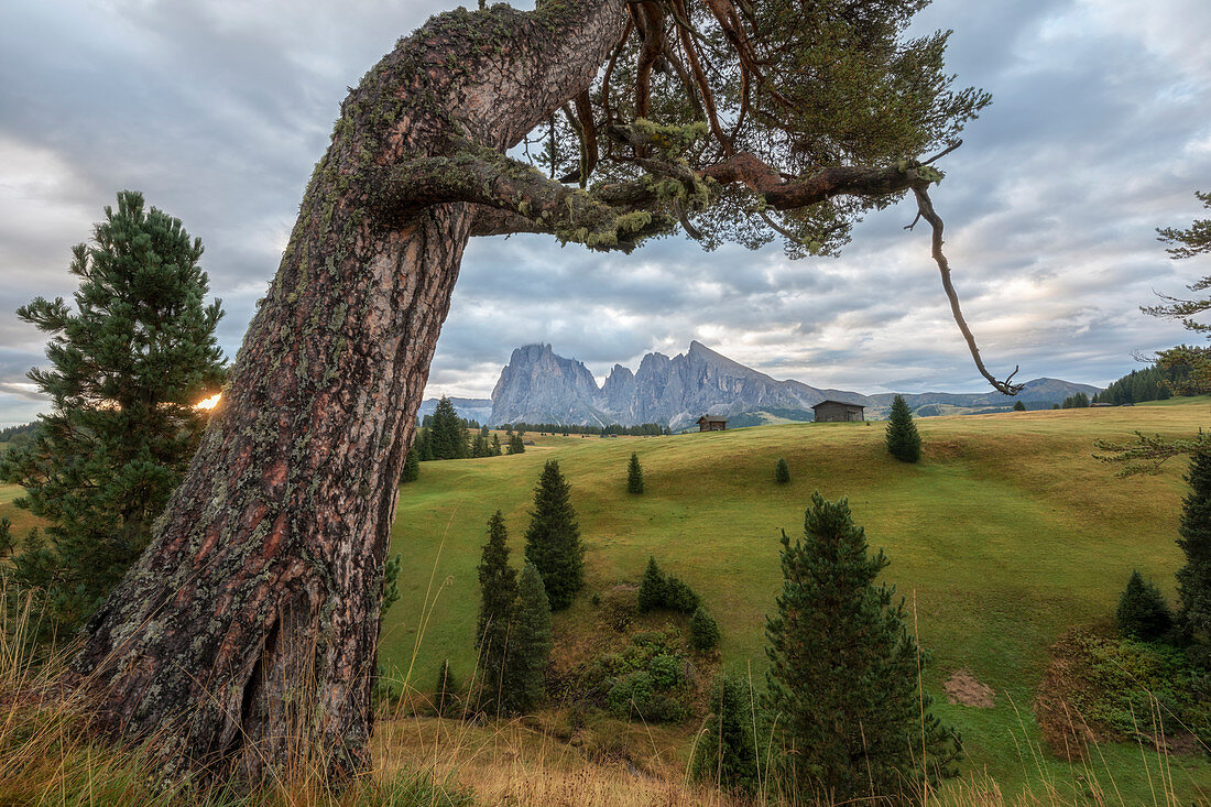 Sonnenaufgang auf der Seiser Alm mit Sassolungo und Sassopiatto im Hintergrund, Dolomiten, Südtirol, Italien