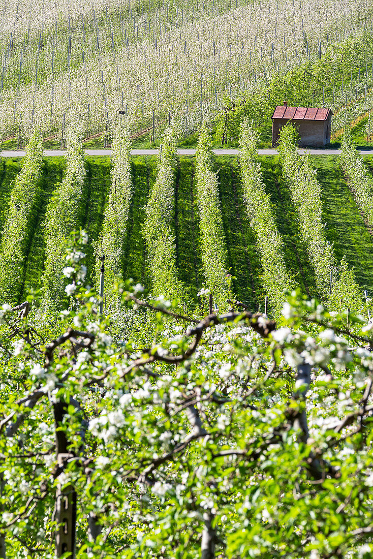 Blühende Apfelbäume bei Villa di Tirano, Provinz Sondrio, Veltlin, Lombardei, Italien