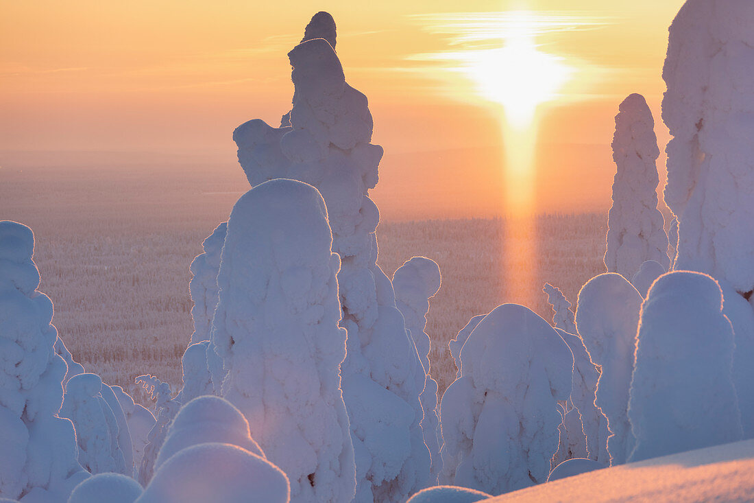 Sonnenuntergang und zugeschneite Bäume im Nationalpark Riisitunturi, Posio, Lappland, Finnland