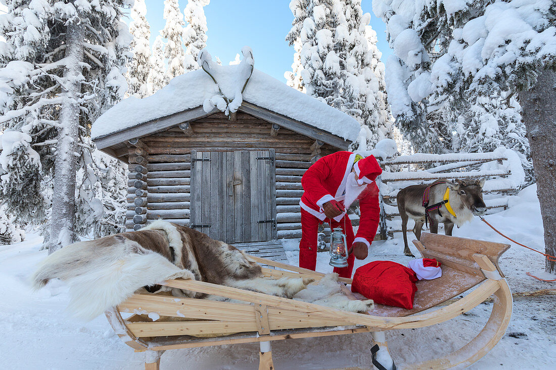 Santa Claus preparing the sleigh, Ruka (Kuusamo), Northern Ostrobothnia region, Lapland, Finland