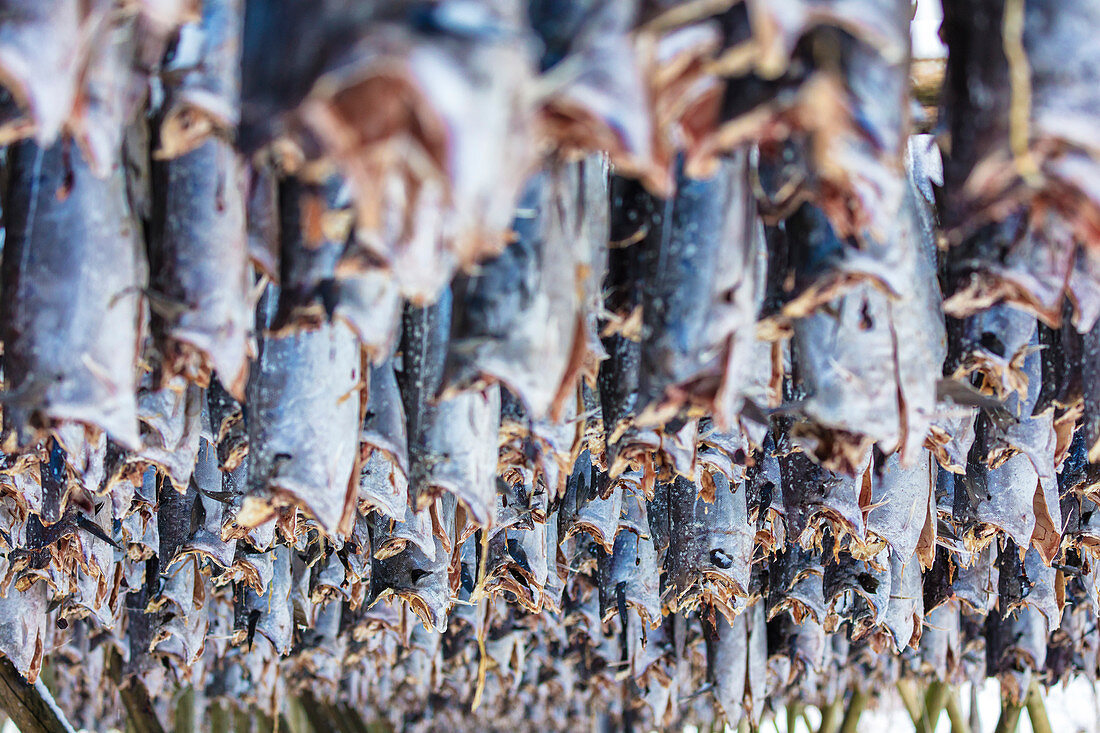 Stockfisch, zum Trocknen aufgehängt, Lofoten, Norwegen