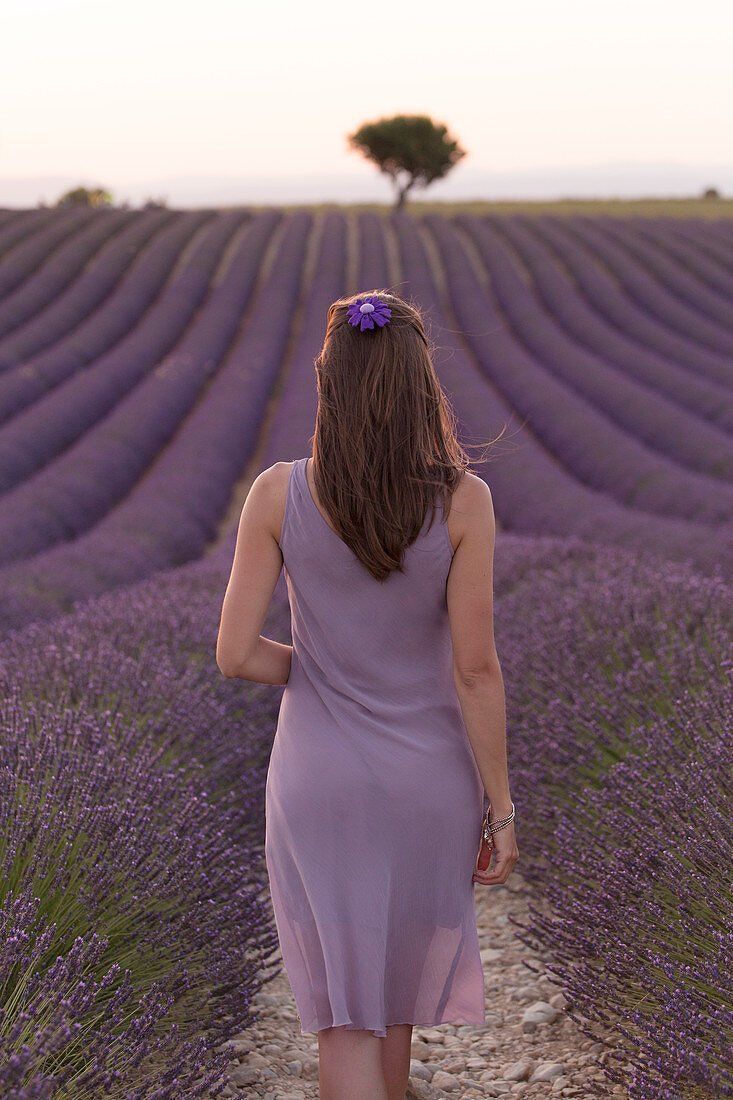 Brunette woman in purple dress in a lavender field at sunset, valensole, provence, france