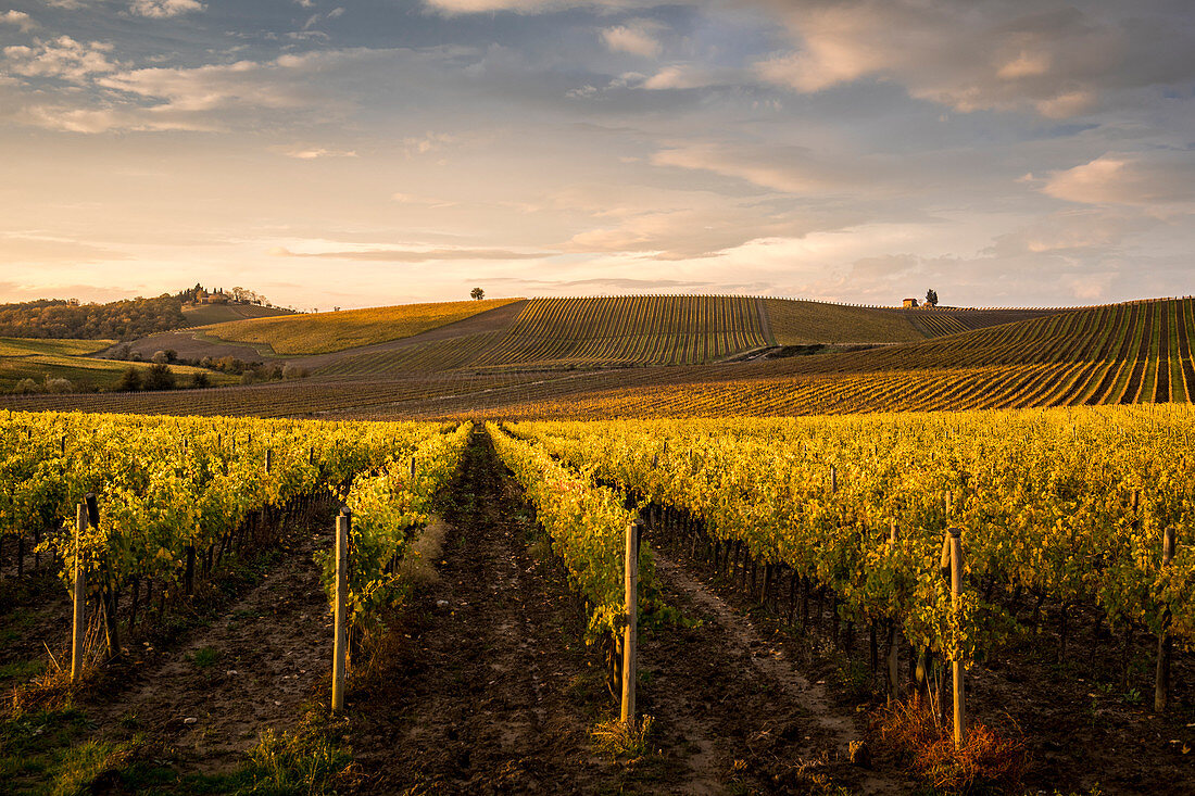 Vineyards near Castellina in Chianti during autumn season. Castellina in Chianti, Florence province, Tuscany, Italy