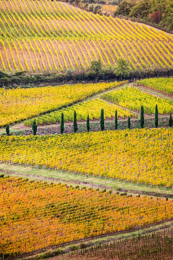 Weinberge im Herbst nahe Gaiole in der Region Chianti, Toskana, Italien