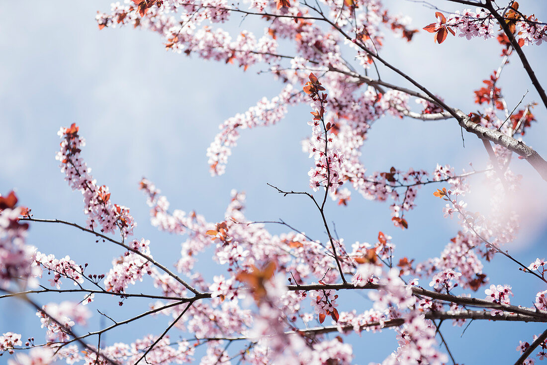 Cherry blossoms