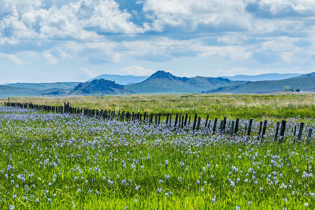 Wildflowers in field in Fairfield, Idaho, USA