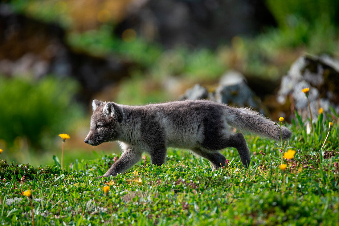 Hunting arctic fox on the West Fjords. Hornstrandir, Iceland