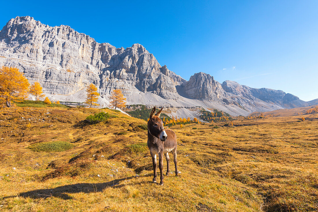 Donkey in autumn on the pasture of the Santa Maria valley in Natural Park Adamello Brenta