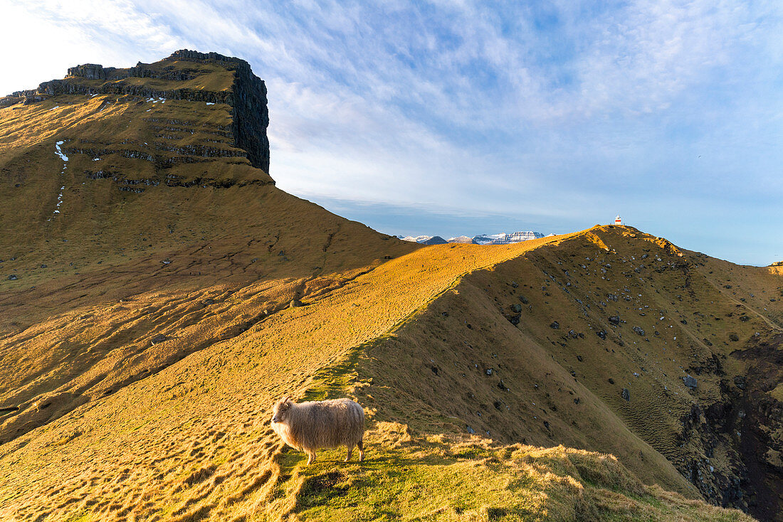 Schafe, Borgarin-Berg mit Kallur-Leuchtturm im Hintergrund, Kalsoy-Insel, Färöer, Dänemark