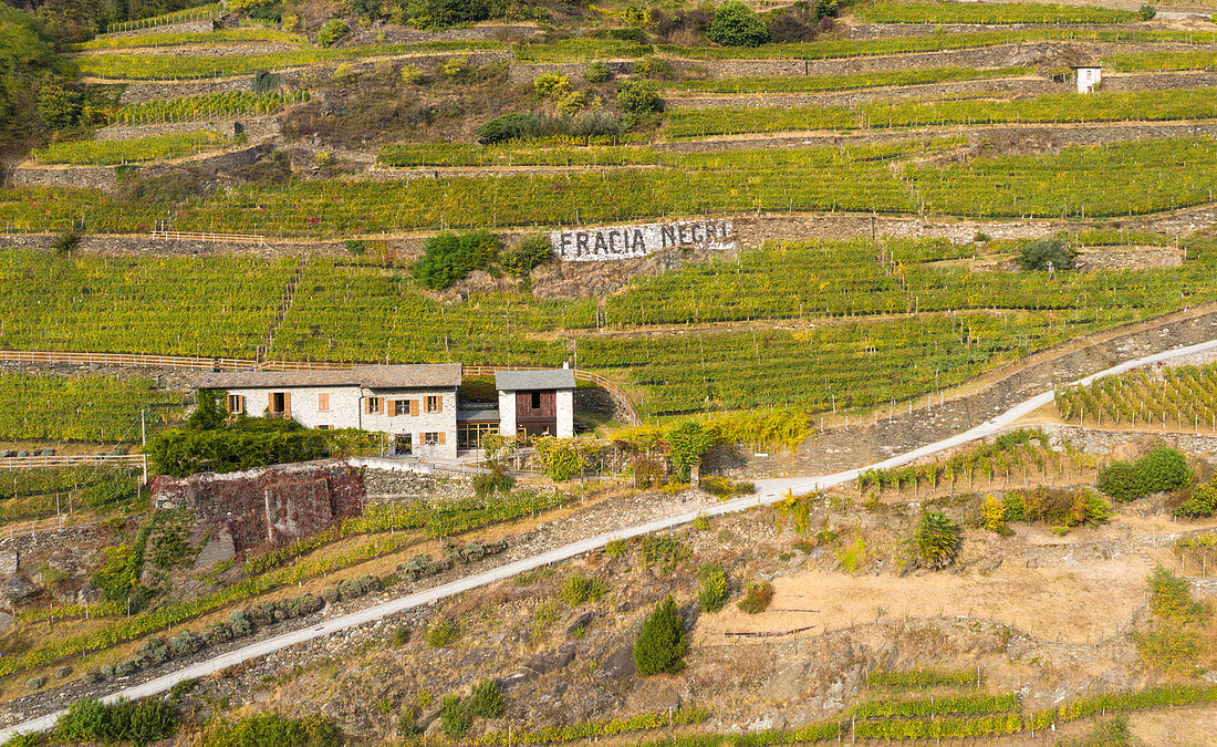 Terraced vineyards, Chiuro, Rhaetian Alps, Sondrio province, Valtellina, Lombardy, Italy