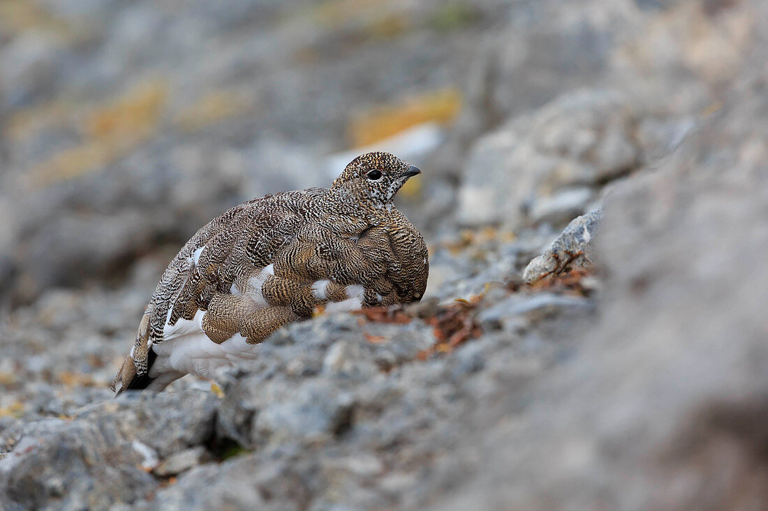 Rock ptarmigan on the rocks in the Stelvio Natural Park, Valtellina, Province of Sondrio, Lombardy, Italy, Europe