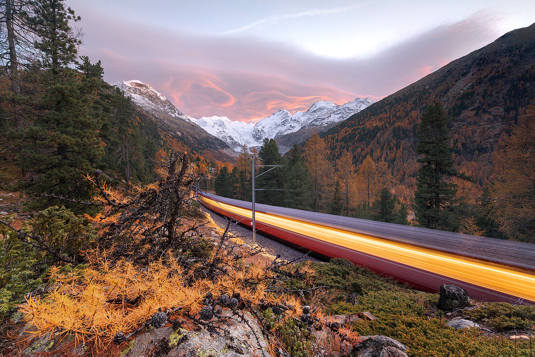 Bernina Express-Zug am bunten Herbst-Wald entlang, Morteratsch, Engadin, Kanton Graubünden, Schweiz