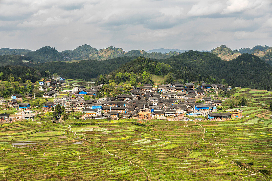 Rice terraces, Gaoyao, Guizhou, China