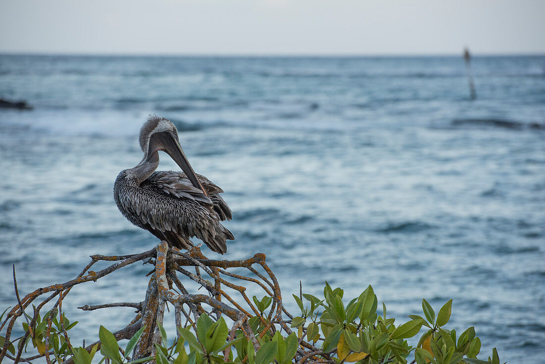Pelikan auf der Insel Santa Cruz, Galapagos, Ecuador