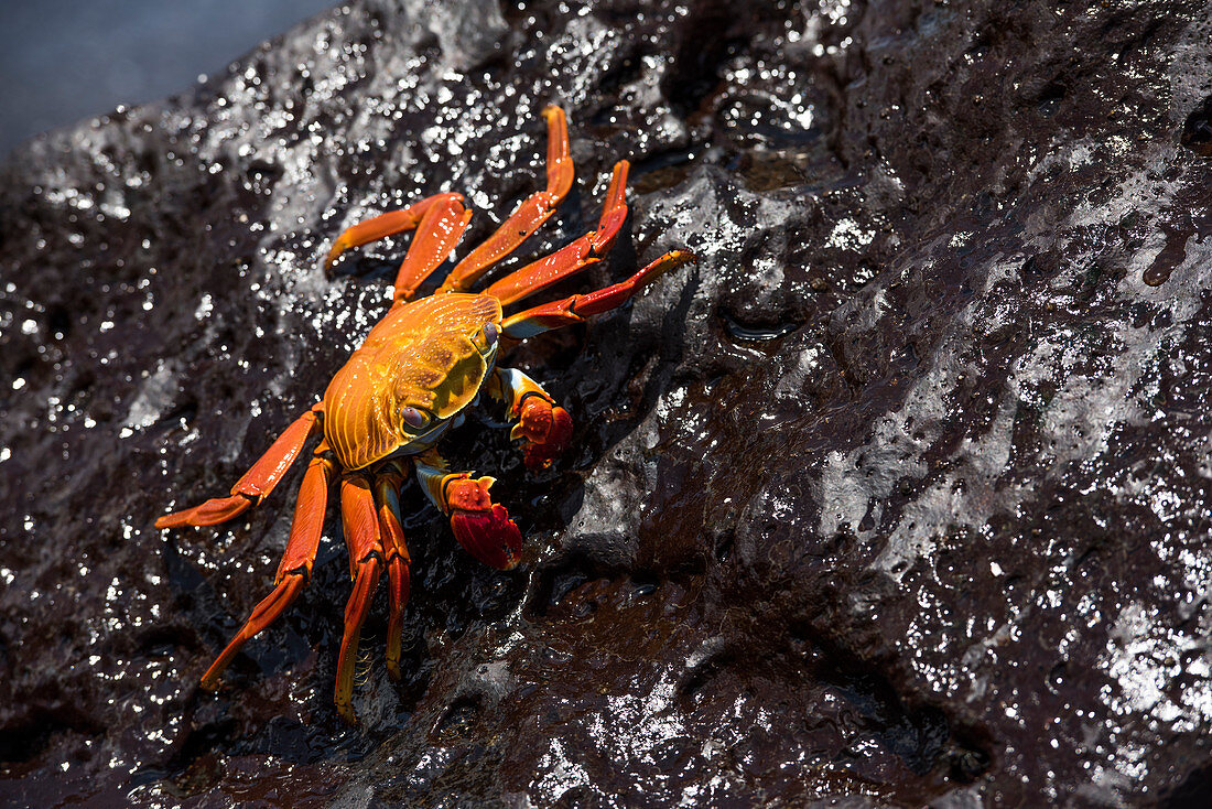 Sally Lightfoot-Krabbe auf dem Felsen, Insel Floreana, Galapagos, Ecuador
