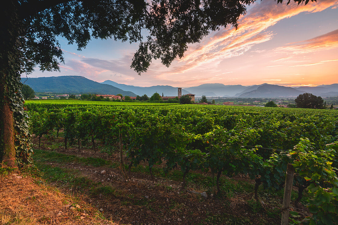 Sommer in Franciacorta, Lombardei, Provinz Brescia, Italien, Europa