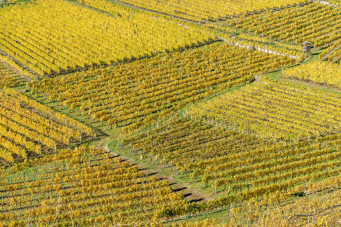 Spitz an der Donau, Wachau, Waldviertel, district of Krems, Lower Austria, Austria, Europe. Pattern of the vineyards near Spitz an der Donau