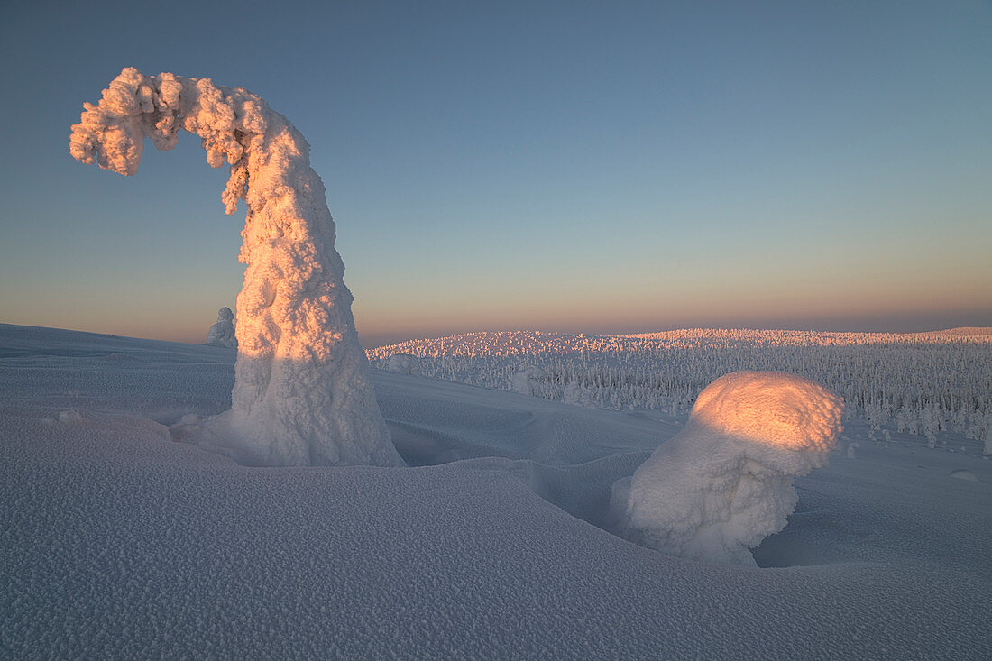 Frozen trees of Riisitunturi hill, Riisitunturi national park, posio, lapland, finland, europe.