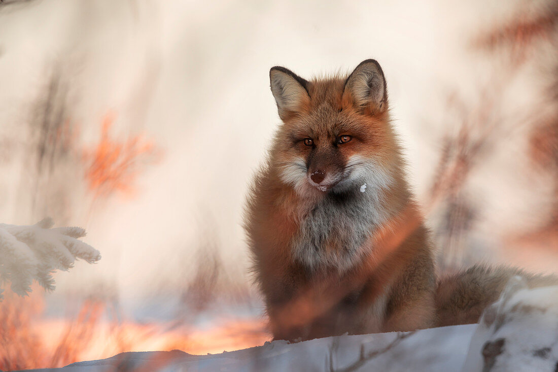 Red fox (vulpes vulpes) in Northern Manitoba, Canada