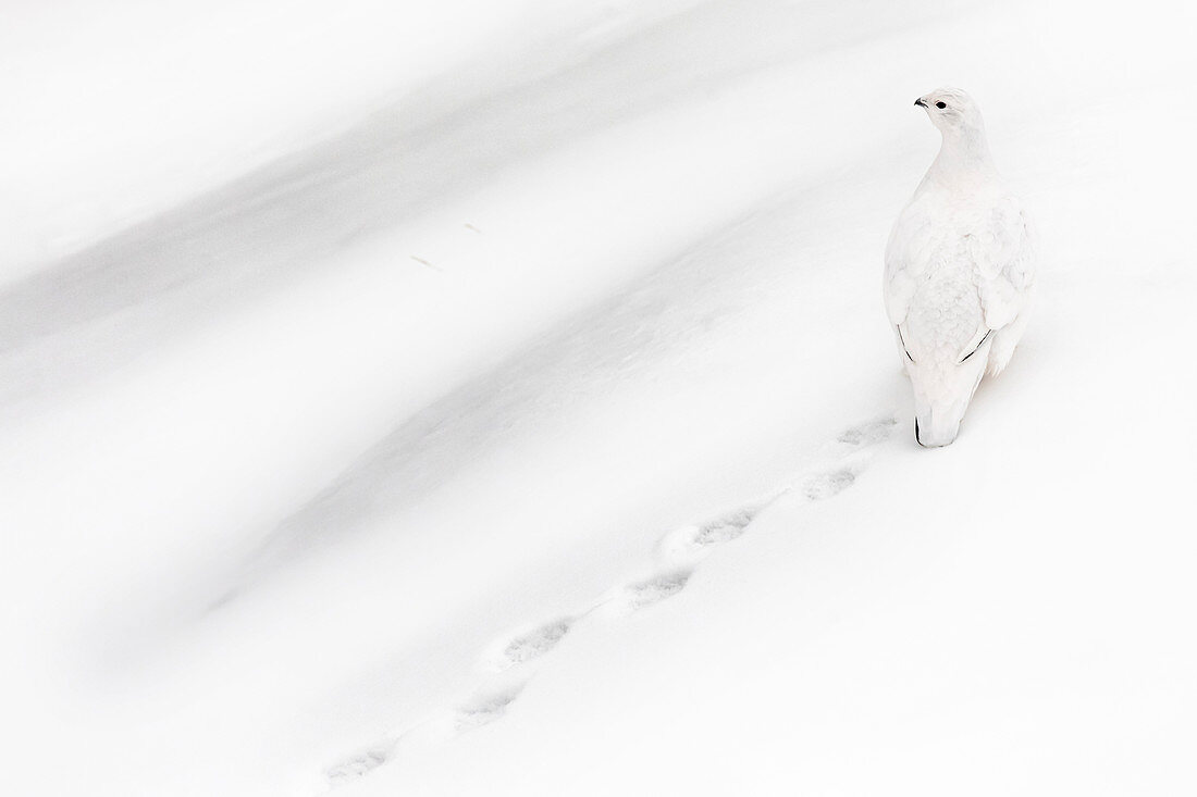 Alpenschneehuhn (Lagopus muta) in Nord-Manitoba, Kanada