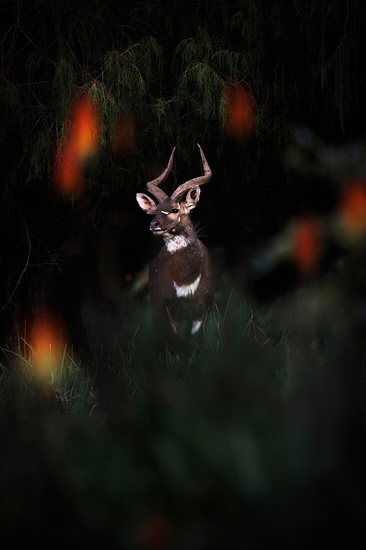 Endemischer Berg Nyala im Ballen-Gebirgsnationalpark, Äthiopien