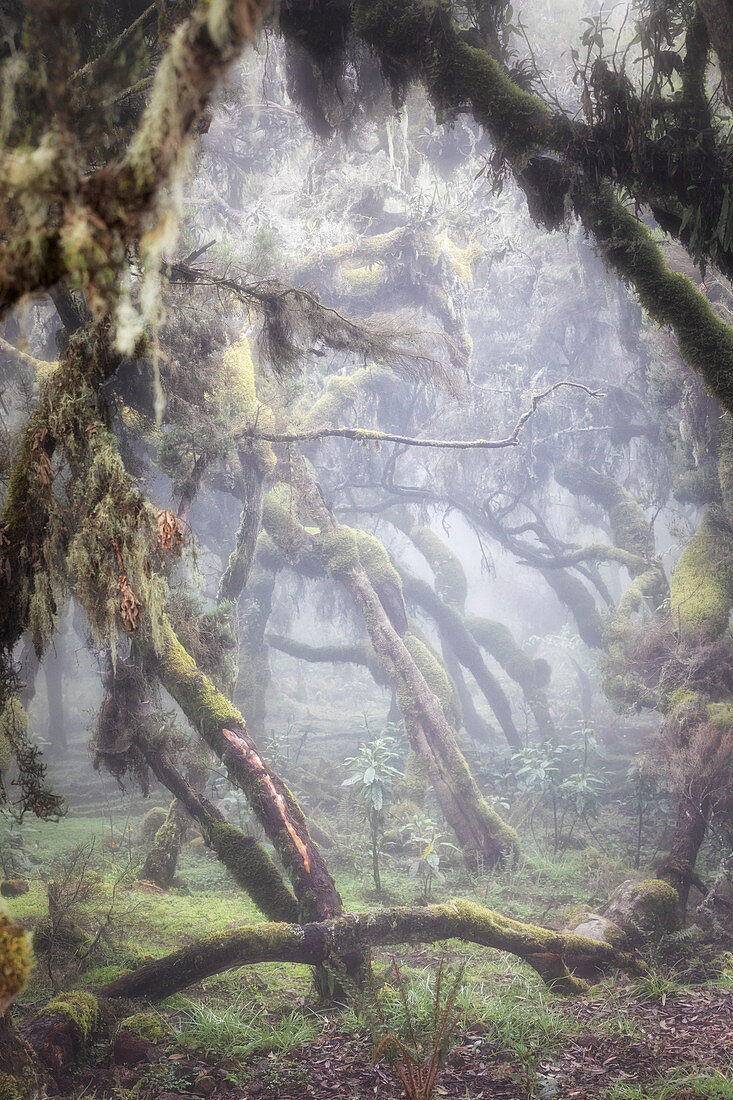 Harenna-Wald, Bale-Mountains-Nationalpark, Äthiopien