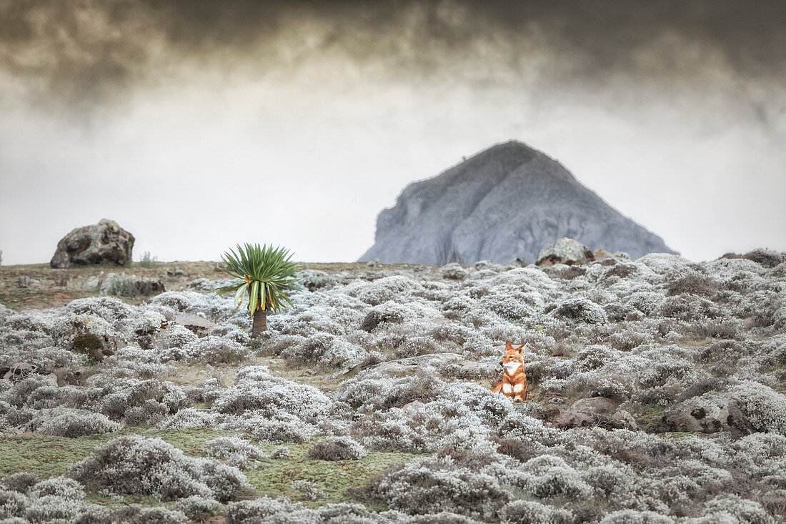 Simien wolf (canis simensis) in Bale mountains national park, Ethiopia