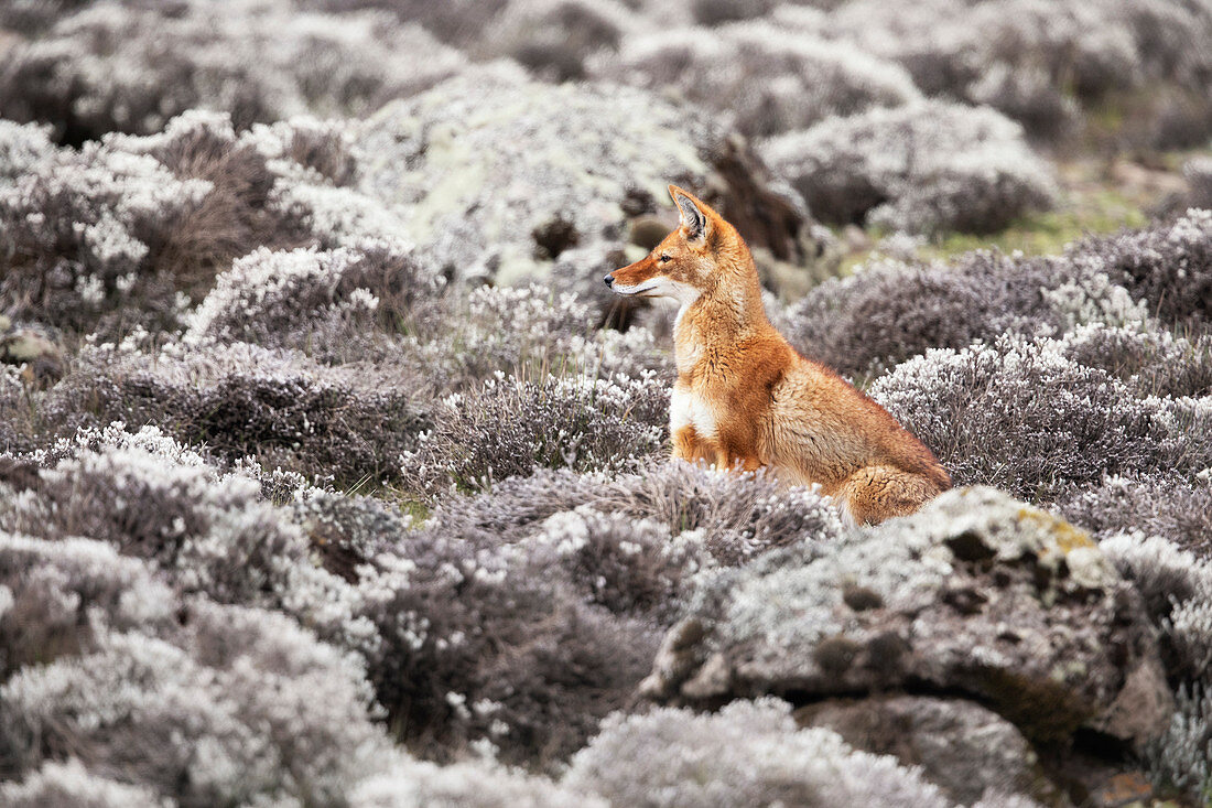 Simien wolf (canis simensis) in Bale mountains national park, Ethiopia