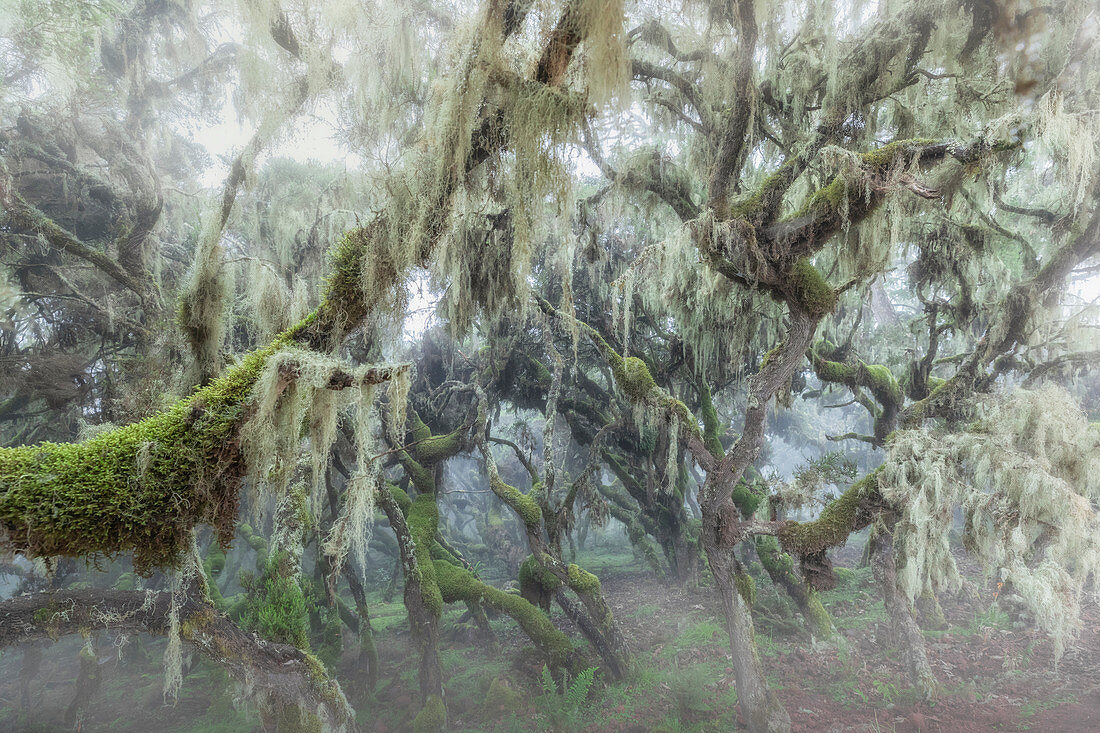 Harenna-Wald, Bale-Mountains-Nationalpark, Äthiopien