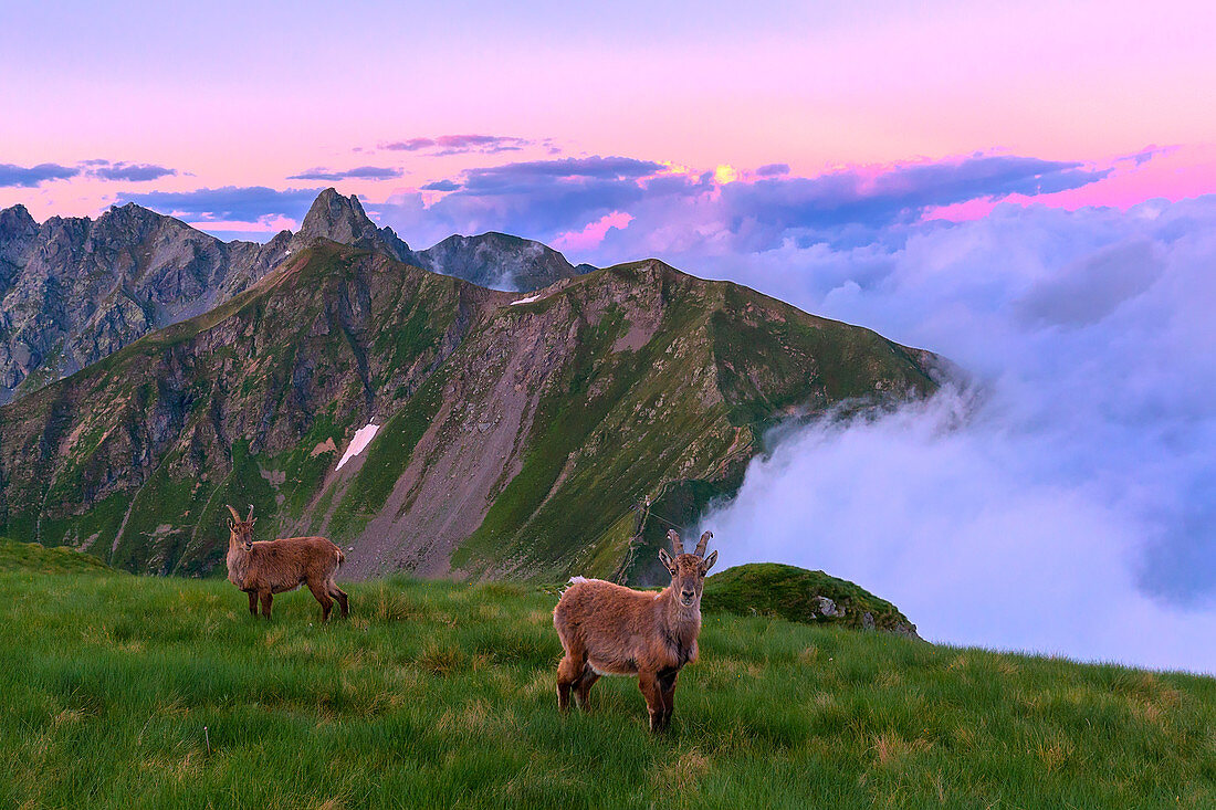 Young mountain goats in the grass with clouds in the background at sunset. Valgerola, Orobie Alps, Valtellina, Lombardy, Italy, Europe
