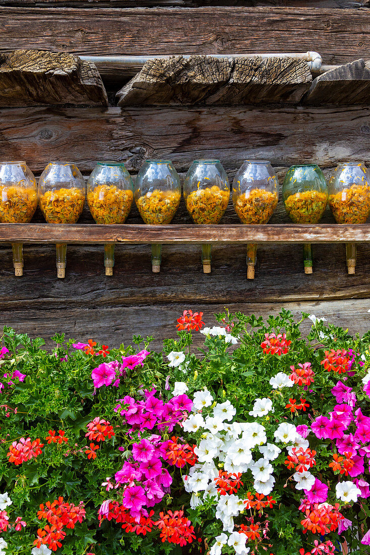 Fresh flowers and bottle of dried arnica flowers exposed on a wood background. Livigno, Valtellina, Lombardy, Italy, Europe.