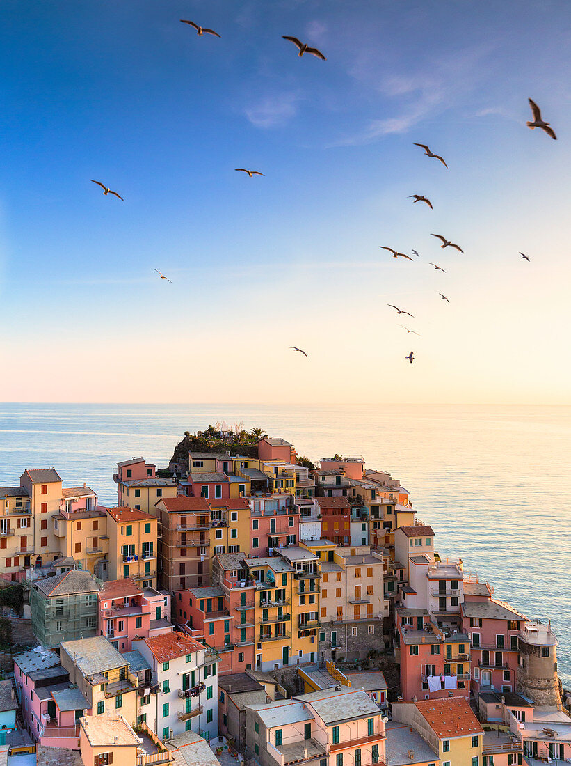 Seemöwen fliegen über die Häuser von Manarola bei Sonnenuntergang, Cinque Terre, Ligurien, Italien, Europa