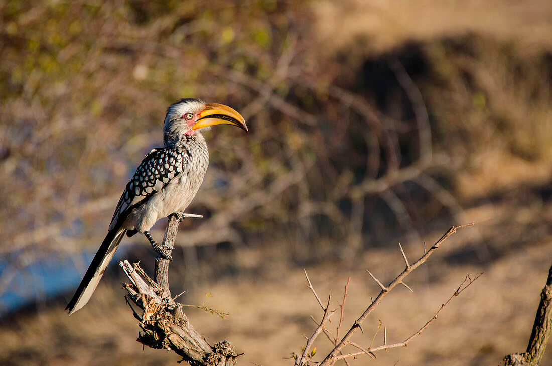 Exemplar eines südlichen Gelbschnabelhornvogels im Krüger-Nationalpark, Südafrika