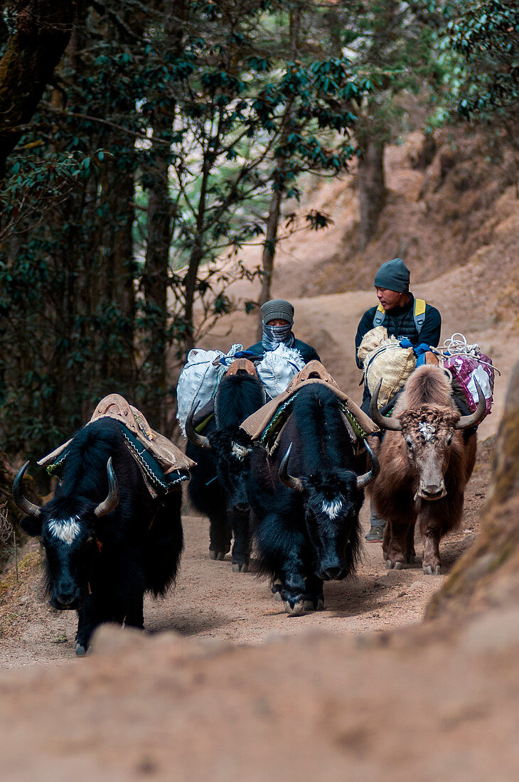 Asia, Nepal, Himalaya region, Sagarmatha, Namche Bazar, Everest Base Camp Trekking