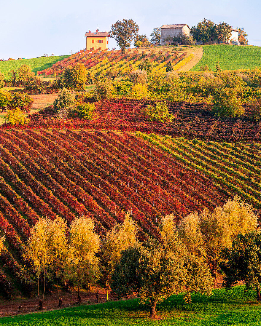 Herbstliche Weinberge bei Sonnenuntergang in Castelvetro di Modena, Emilia Romagna, Italien