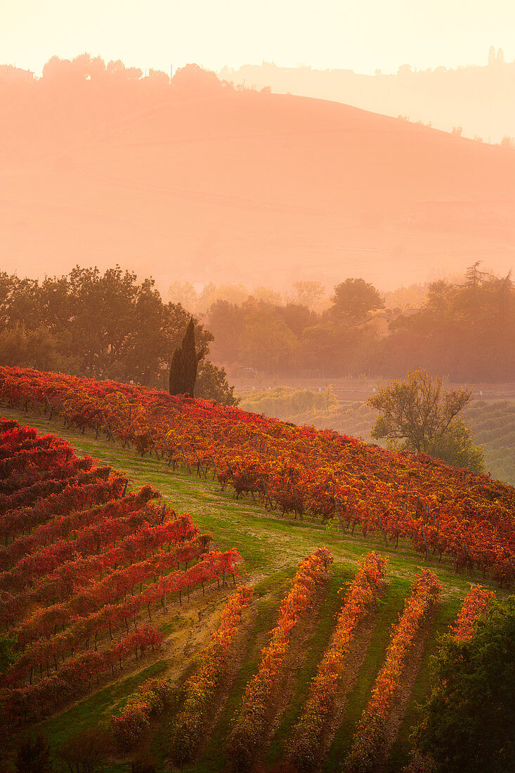 Autumn vineyards at sunset in Castelvetro di Modena, Emilia Romagna, Italy