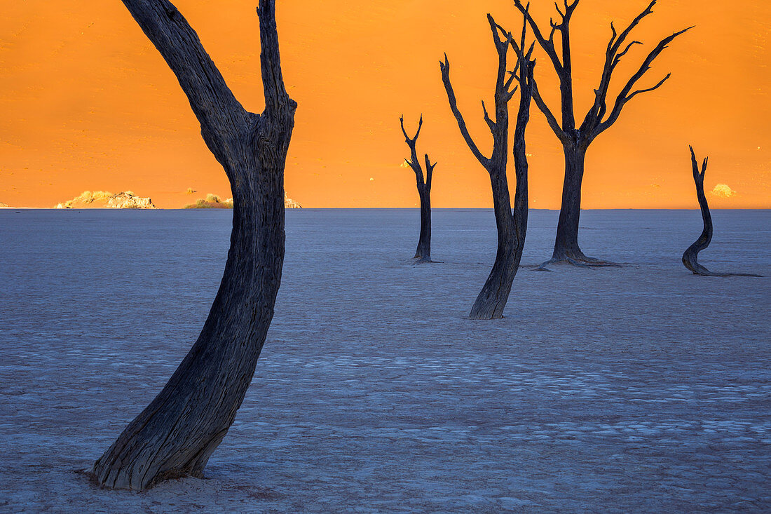 Die Unheimlichkeit der Akazienbäume von Deadvlei, Nationalpark Namib Naukluft, Namibia, Afrika