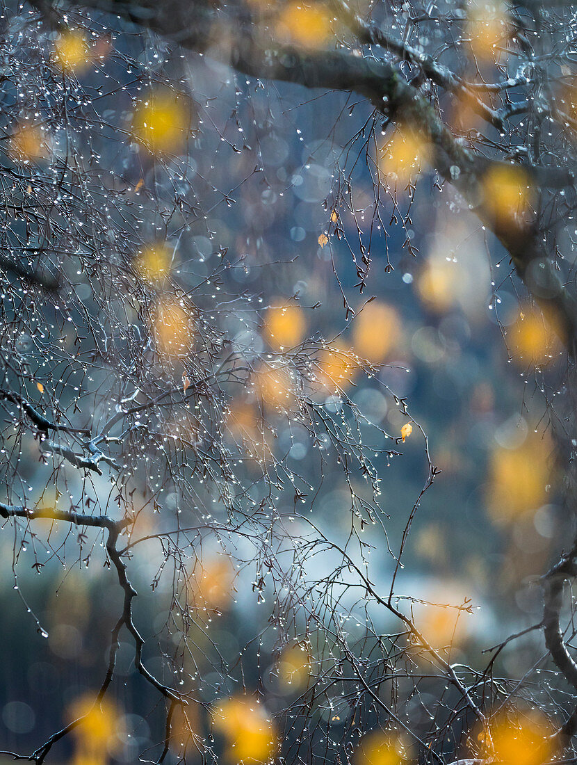 Gelbe Blätter im Regen, Villnssertal, Bozen-Provinz, Südtirol, Trentino Alto Adige, Italien
